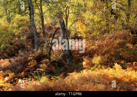 Couleurs d'automne forestiers, Glen Affric, Highland, Scotland, UK Banque D'Images