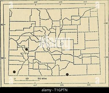 La distribution des mammifères marins dans le Colorado La Distribution des mammifères marins dans la région de Colorado distributionofma31972arms Année : 1972 62 MUSÉE D'HISTOIRE NATURELLE DE LA MONOGRAPHIE N°3 Fig. 20. Distribution des Myotis thysanodes thysa- nœuds dans le Colorado. Pour l'explication des symboles, voir p. 9. avec des Myotis evotis, d'où le pour- mer espèce se distingue par ses oreilles plus courtes (17 à 20, contre 21 à 24), avant-bras, et plus notablement frangé uropatagium. L'identification est généralement pas difficile si matériel comparatif est disponible. Myotis thysanodes thysanodes G. S. Miller, Jr. Myotis thysanodes Banque D'Images