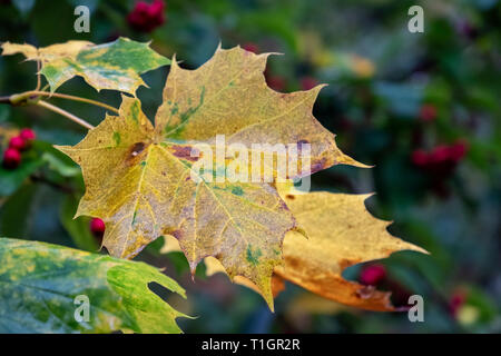 Couleurs d'automne dans Lael Forêt, Près de l'Ullapool, Ross et Cromarty, Highlands, Écosse, Royaume-Uni Banque D'Images