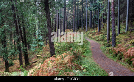 Couleurs d'automne dans Lael Forêt, Près de l'Ullapool, Ross et Cromarty, Highlands, Écosse, Royaume-Uni Banque D'Images