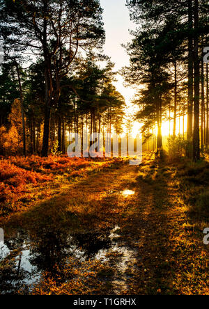 Un flamboiement de lumière dorée d'automne parmi les arbres à Mikem Ridge dans le New Forest, Hampshire. Repris en novembre 2018. Banque D'Images