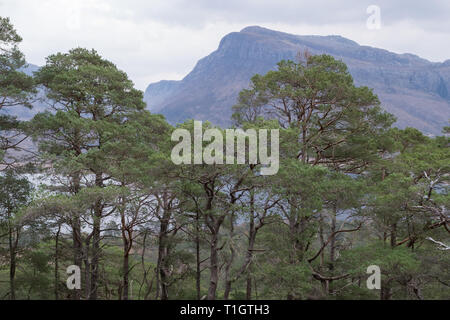 Pin sylvestre - Pinus sylvestris - vestiges de l'ancienne forêt calédonienne - Beinn Eighe National Nature Reserve, les Highlands écossais, UK Banque D'Images