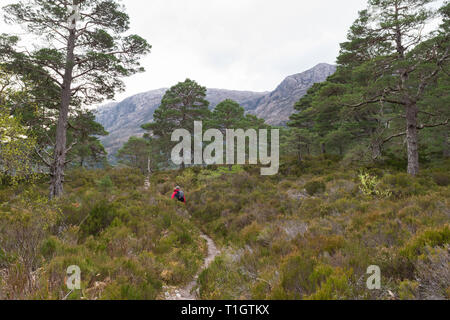 Pin sylvestre - Pinus sylvestris - randonneur marchant à travers les vestiges de l'ancienne forêt calédonienne - Beinn Eighe, les Highlands écossais, UK Banque D'Images