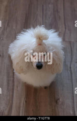 Super mignon et poilu caniche miniature pelucheuse photographié à l'intérieur. Le chien est blanc et magnifiquement entretenus. Il a même une jolie petite queue de cheval. Banque D'Images