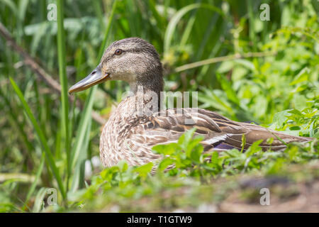 Canards assis calmement sur la rive à l'herbe. Banque D'Images