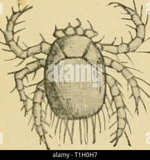 Les maladies de la volaille ; leur étiologie, les maladies de la volaille ; leur étiologie, diagnostic, traitement et prévention diseasesofpoultr00pea Année : 1915 Les acariens vivent sur la peau à la base des plumes. Depuis les acariens sont parfois trouvés sur les oiseaux qui ne montrent aucun signe de la gale et depuis la maladie ressemble à favus, qui est connu pour être causée par un champignon, il est parfois supposé que ce mange est également due à un champignon et que les mites sont inoffensifs. Cinq espèces d'acariens ont été enregistrés qui vivent sur les plumes des oiseaux. Ces sont assez abondants, mais ne pas faire de mal. Deux points Banque D'Images