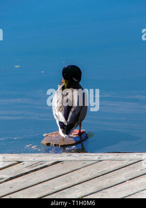 Canard malard mâle se dresse sur le pilier et nettoie ses plumes Banque D'Images