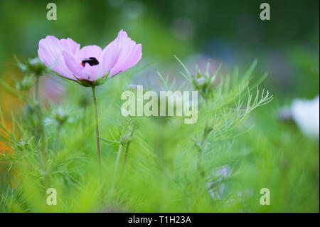 Bourdon sur fleur Cosmos (Cosmos bipinnatus). L'accent sur bumblebee et profondeur de champ. Banque D'Images