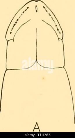 Rapports de découverte (1934) rapports de découverte discoveryreports09inst Année : 1934 NÉMERTES 267 Banque D'Images