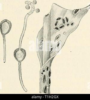 Les maladies des plantes cultivées et des maladies des plantes cultivées et des arbres diseasesofcultiv massuoft00Année : [1910 ?] l'Uromyces 293 Haricot rouille.-haricots ou "Scarlet-runners' sont souvent attaqués par l'Uromyces appendiculatus (Link.) qui provoque les feuilles d'automne début, lorsque le développement des gousses est cochée. Aecidia teleutospore uredo, et toutes les étapes à suivre, formant la relève de nombreuses minutes brown pustules sur les feuilles. Aecidiospores angulaire globuleuses, blanchâtre, légèrement punctulate, 17-32 x 14-20/x. Des urédospores brun pâle, aculeolate, 24-33x 16-20 /. Teleutospores subglob ou elliptique Banque D'Images