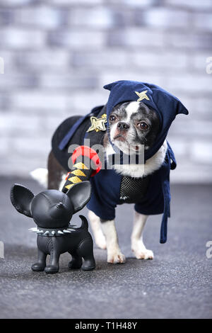 Funny chihuahua dans un costume de ninja, studio shot Banque D'Images