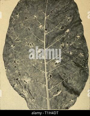 Les maladies et les désintégrations de New York et de désintégrations de Virginia tobacco diseasesdecaysof00ande Année : 1940 110 Connecticut Experiment Station Bulletin 432 est limitée à la partie inférieure des feuilles. Les points morts sont de taille à partir d'un huitième à un demi-pouce ou plus de diamètre, mais parfois ces fonctionner ensemble pour tuer un plus grand territoire. Ils sont généralement plus grandes sur les semences que sur La Havane. Place diffère de l'apparence de l'endroit de forêt parce que c'est habituellement au lieu d'angle rond en contours, et n'a pas le large, certainement scoulérie Figure 10. Leafspot angulaire sur dicotylédones à maturité. Remarque t Banque D'Images