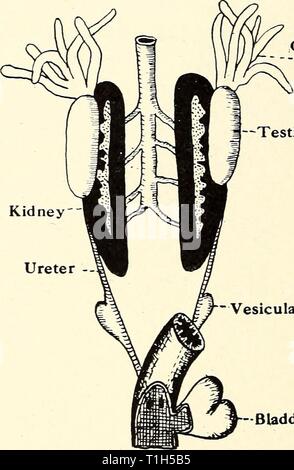 La dissection de la platana et la dissection de la grenouille et le dissectionofplat platana00gilc Année : 1919 -Rein Testicule Corpora ' 'uretère adiposa Vesicula seminalis Vessie Fig. 9-Système urogénital mâle de Xenopus et Rana. 26 Banque D'Images