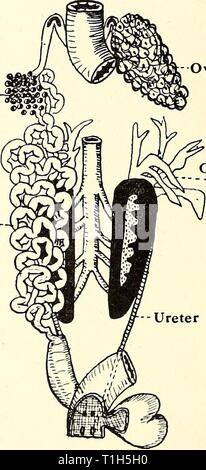 La dissection de la platana et la dissection de la grenouille et le dissectionofplat platana00gilc Année : 1919 -Corpora adiposa ovules --• oviducte -- uretère ovaire- Corpora adiposa Fig. 10.-femme Urinog-enital de Xenopus Système et Rana. 28 Banque D'Images