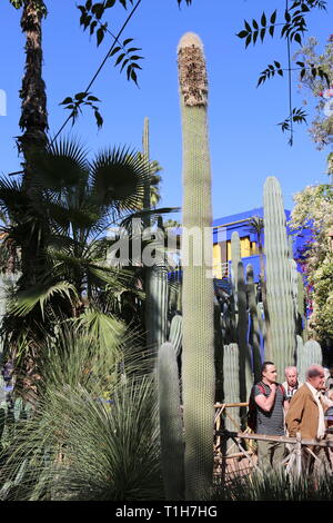 Cactii et Majorelle's studio, Jardin Majorelle, Rue Yves Saint Laurent, Gueliz, Marrakech, ville nouvelle, Marrakesh-Safi région, le Maroc, l'Afrique du Nord Banque D'Images