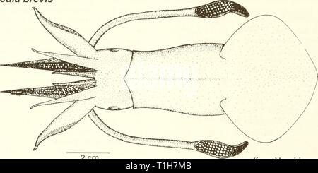 Distribution et l'abondance de poissons répartition et l'abondance de poissons et d'invertébrés dans les estuaires du golfe du Mexique distributionabun02nels Année : 1992-1997 Bay Lolliguncula brevis squid Adulte 2 cm (de Vecchione et al. 1989) Nom commun : bay squid Nom scientifique : Lolliguncula brevis Autres noms communs : Atlantique bref squid (Turgeon et al. 1988), thumbstall squid (Andrews, 1981) ; bref, le calmar calmar court, moins le calmar (Bane et al. 1985) ; les calmars du golfe (1962) et composer Dillion ; calmar doigtier (français), calamar grot (Espagnol) (Fischer 1978). Classification (Turgeon et al. 1988) Phylu Banque D'Images