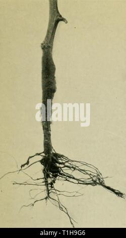 Les maladies des plantes en serre (1923) Maladies des plantes en serre1923diseasesofglassh bewl Année : 1923 Fig. 8. Botrytis pourriture de la tomate. Banque D'Images