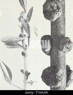 Des maladies Les maladies des fruits et fruits de fruits et de noix diseasesoffruits Année : 1941 smit120 82 Calibornia Service de vulgarisation agricole [Cir. 120 noeud, la tuberculose.'''-rugueux, les galles arrondies ou enflures (fig. 35), de très petites jusqu'à plusieurs pouces de diamètre, souvent développer sur brindilles, branches, troncs, racines, feuilles, fruits ou pédicelles, surtout à cicatrices foliaires ou blessures. L'agent causal est un organisme bactérien, Phytomonas savastanoi. Certains des pires développer des infections sur les fissures de gel. La Fig. 35.-Olive-knot maladie. Manzanillo est le plus variété sensible de ceux qui poussent communément Banque D'Images