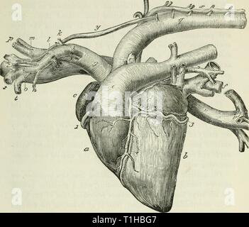 Les maladies et troubles du maladies et troubles du boeuf, avec quelque compte des maladies des moutons diseasesdisorderox00gres Année : 1889 L'ANATOMIE DE L'OX. 75 Le boeuf ces plexus nerveux plus largement développés. Dans la girafe il y a à peine une trace du plexus, et dans cette con- nexion il faut dire que cet animal mange avec sa tête Fig. 13.-Le coeur et vaisseaux principaux, face gauche. a. Ventricule droit ; h. Ventricule gauche ; c. Oreillette droite ; d. Oreillette gauche ; e. L'artère pulmonaire ; e'. Oblitérée canal artériel ; f. Les veines pulmonaires ; g. Aorte antérieure ; h. L'aisselle gauche Banque D'Images