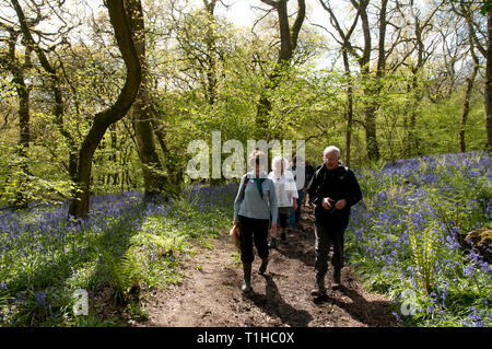 Groupe de marcheurs dans un bois bluebell Banque D'Images