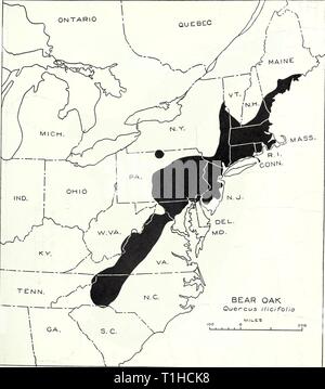 La répartition des forêts importantes la distribution des arbres forestiers importants des États-Unis distributionofim287munn Année : 1938 103 200 MASSE Quercus ilicifolia Chêne OURS 99 Carte WANGENHEIM Banque D'Images