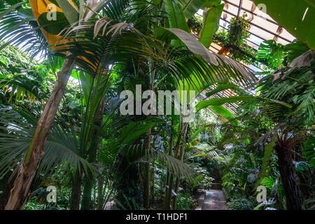 Serre en véritable jardin botanique, Jardin botanique royal de Madrid, Madrid, Espagne Banque D'Images