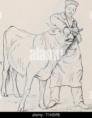 Les maladies des bovins, ovins, caprins Les maladies du bétail, moutons, chèvres et porcs diseasesofcattl00pe Année : 1905 108 LES MALADIES DE L'APPAREIL DIGESTIF. coupures, blessures ou des éruptions (aphtha tuberculeuse, ulcérations, le coryza gangréneux des ulcérations, etc.) sur les gencives des indications de la gingivite, périostite, intoxication mercurielle, l'Actinomycose du maxillaire, et d'ulcérations de toutes sortes ; sur la langue, des plaies, des éruptions inflammatoires simples ou spécifiques (aphtha, les ulcérations de l'Actinomycose, la tuberculose, le coryza gangreneux, etc.), ainsi que l'enflure due à ou superficielle Banque D'Images