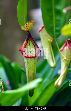 Nepentes, espèces de plantes carnivores cruche , Real Jardín Botánico, Jardin botanique royal de Madrid, Madrid, Espagne Banque D'Images