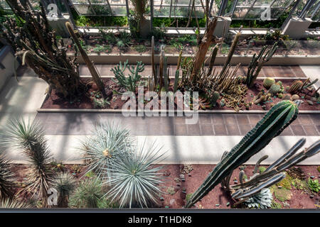 Serre en véritable jardin botanique, Jardin botanique royal de Madrid, Madrid, Espagne Banque D'Images