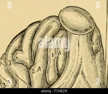 Maladies et affections des maladies et troubles de l'alimentation du cheval : un traité sur la médecine et de la chirurgie équines diseasesdisorder00gres Année : 1886 93 grande fissure longitudinale entre les hémisphères du cerveau bull olfactif) Infundibulum Tuber cinereun «J. J'l'appareil optique / L W / Fissure Fissure de 1 -Jj'W #  K, Sylvius / rir# --' Banque D'Images