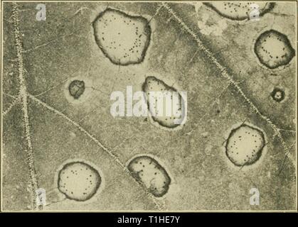 Les maladies des plantes d'importance économique (1921) Maladies de plantes d'importance économique diseasesofeconom01stev Année : 1921 124 les maladies des plantes d'importance économique de la ventilation et de l'élimination des arbres d'ombrage sont bénéfiques. Fermer la plantation doit être évitée afin de permettre un séchage rapide, treillis doit fonctionner de telle direction que pour permettre le libre accès du soleil. Mais ces moyens ne sont que des palliatifs. Pour contrôler le mildiou dans les climats secs emploient des fleurs de soufre. Le soufre, lorsque la température est supérieure à 24° C (75° F), passe dans l'air, et ses vapeurs, entrant en contact Fig. 63. -• La pourriture noire agrandie pour afficher les points chauds des pycnides. Banque D'Images