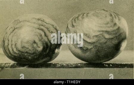 Les maladies des plantes en serre (1923) Maladies des plantes en serre1923diseasesofglassh bewl Année : 1923 Fig. 33. ' ' Buckeye pourriture des fruits de tomate. Banque D'Images