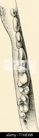 Les chiens, des chacals, des loups, des chiens et des renards, des chacals, des loups et des renards : une monographie du canidé. De gravures sur bois, et 45 plaques de couleur tirées de la nature par J.G. Keulemans et colorées à la main dogsjackalswolve mivauoft Année : 189000Surfaces des molaires de la mâchoire supérieure (côté droit). Surfaces des dents molaires (mâchoire inférieure). Banque D'Images