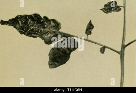 Les maladies des plantes en serre (1923) Maladies des plantes en serre1923diseasesofglassh bewl Année : 1923 Fig. 39. La mosaïque de la tomate. Banque D'Images