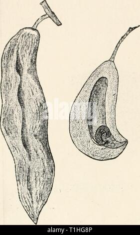 Les maladies des plantes induite par les maladies des plantes parasites induits par cryptogamuc ; introduction à l'étude des champignons pathogènes, slime-champignons, bactéries et algues. English ed. par William G. Smith Année tubeuoft diseasesofplants00 : 1897 15G Ascomycètes. Rostrupianus Exoascus triste. Ce champignon provoque des poches ' ' sur Frunus spinosa (slue) semblable à l'espèce. Conformément à l'Sadebeck, les asques dans ce cas sont plus minces. Banque D'Images