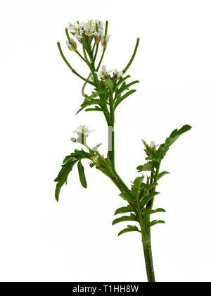 La floraison de la tige de fleurs sauvages annuelles, Cardamine flexuosa, ondulé, Cresson Amer fréquente un jardin des mauvaises herbes. Banque D'Images