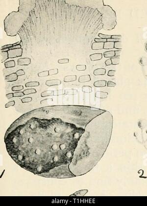 Les maladies des plantes cultivées et des maladies des plantes cultivées et des arbres diseasesofcultiv massuoft00Année : [1910 ?] Vfc je .. m Banque D'Images