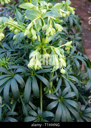 Feuillage vert foncé et fleurs vert pâle de la floraison d'hiver, l'hellébore fétide helleborus foetidus Banque D'Images