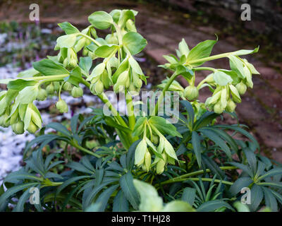 Feuillage vert foncé et fleurs vert pâle de la floraison d'hiver, l'hellébore fétide helleborus foetidus Banque D'Images