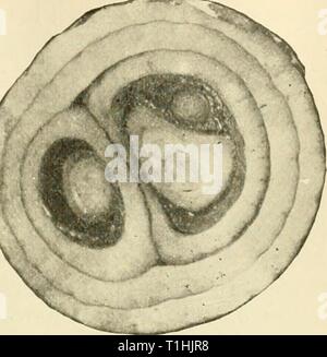 Les maladies des plantes d'importance économique (1921) Maladies de plantes d'importance économique diseasesofecon00stev Année : 1921 Fig. 112.-oignons affectés par la pourriture molle ; longitudinal et sec- tion. Après Stewart. -4 ! Je 'r ' W Fig. 113. - Black-moule en raison de Sterigmatocystis. L'original. Banque D'Images