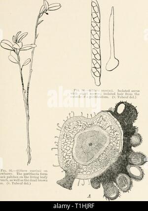 Les maladies des plantes induite par les maladies des plantes parasites induits par cryptogamuc ; introduction à l'étude des champignons pathogènes, slime-champignons, bactéries et algues. English ed. par William G. Smith Année tubeuoft diseasesofplants00 : 1897 GIBBERA. 205 brindilles brown et morts (Fig. 95). Si plus examiné de près, les rameaux seront trouvés pour supporter des taches de noir charbon, Banque D'Images