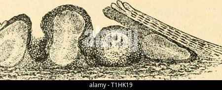 Les maladies des plantes induite par les maladies des plantes induite par les parasites cryptogamiques ; introduction à l'étude des champignons pathogènes, slime-Champignons, bactéries, algues & diseasesofplants Année : 1897 tube00ASC 208'OMYCETES. sera trouvé la modification du jaune au noir, en raison de la mort et du périderme stroma deviennent plus foncés. Les branches mortes sur les grands coussins de fructifications sera trouvé pour inclure : (a) avec un extérieur verruqueuse des périthèces et pores situé dans une dépression ; (b) grande des pycnides se démarquer de la coussins, avec lisse marron manteaux, et plein d'multiseptate composé conidies (Fig. 99, b ; Banque D'Images