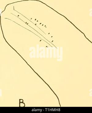 Rapports de découverte (1934) rapports de découverte discoveryreports09inst Année : 1934, une esquisse de la vue latérale de la tête à Banque D'Images