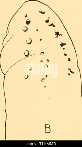 Rapports de découverte (1934) rapports de découverte discoveryreports09inst Année : 1934 Banque D'Images