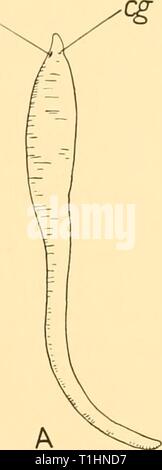 Rapports de découverte (1934) rapports de découverte discoveryreports09inst Année : 1934 NÉMERTES 249 Banque D'Images