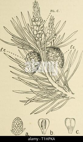 Le détournement d'un naturaliste (1915) le détournement d'un naturaliste diversionsofnatu00lank Année : 1915 305 771 arbres de Noël.ch. Fig. 31.-Une branche fertile de la région d'Écossais, Pinus sylvestris, montrant les petits cônes mâles, m.c, et l'ensemble des cônes femelles, f.c, également le feuillage aiguilles regroupées par paires. Tirées des deux tiers la grandeur nature, linéaire. Les chiffres les plus faibles concernent le cône mâle, une maturité, un cône mâle, légèrement- grande ; b, face intérieure de l'une des écailles du cône mâle, montrant les producteurs de pollen ou étamine-comme les correctifs, beaucoup amplifiés ; c, face extérieure de la même échelle. 20 Banque D'Images