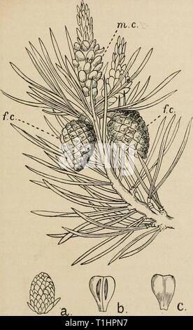 Le détournement d'un naturaliste ([1915]) Détournements d'un naturaliste diversionsofnatu lankuoft00Année : [1915] LES ARBRES DE NOËL 305 m.c. Fig. 31.-Une branche fertile de la région d'Écossais, Pinus sylvestris, montrant les petits cônes mâles, m.c, et les plus grandes, les cônes femelles/.r., aussi le feuillage aiguilles regroupées par paires. Tirées des deux tiers la grandeur nature, linéaire. Les chiffres les plus faibles concernent le cône mâle, une maturité, un cône mâle, légèrement agrandie, b ; face interne de l'une des écailles du cône mâle, montrant le pollen-couplé à la production ou à l'étamine-comme des patches - beaucoup amplifiés ; c, face extérieure de la même échelle. Banque D'Images