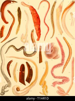 Rapports de découverte (1934) rapports de découverte discoveryreports09inst Année : 1934 rapports de découverte, VOL. Plaque IX XVI NÉMERTES Banque D'Images