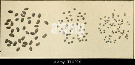 Les maladies des plantes d'importance économique (1921) Maladies de plantes d'importance économique diseasesofecon00stev Année : 1921 1 2 3 Fig. 170. - 1 semences de luzerne, semences ; 2, de grandes superficies de la cuscute ; 3-, des semences de cuscute à petites graines, grandeur nature. Après Stewart et d'autres. Banque D'Images