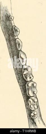 Les chiens, des chacals, des loups, des chiens et des renards, des chacals, des loups et des renards : une monographie du canidé. De gravures sur bois, et 45 plaques de couleur tirées de la nature par J.G. Keulemans et colorées à la main dogsjackalswolve mivauoft Année : 189000molaires supérieures (côté droit). Les molaires inférieures (côté droit). (Tous de taille normale). Banque D'Images